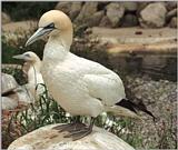 Nikon Coolscan victim #2 - Blue-footed Booby in Rostock Zoo