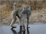 chacma baboon - Papio ursinus