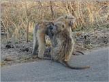 chacma baboon - Papio ursinus