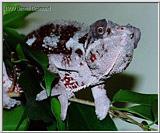 Panther Chameleon