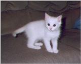Andie and Chance (cats)