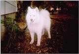 Samoyed 