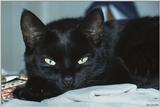 Cats: Black cats - Chantilly