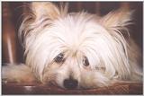 Silky dog