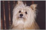 Silky dog 2