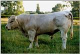 Charolais bull - bull1a.jpg (1/1)