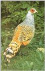 Pheasants: Cheer Pheasant