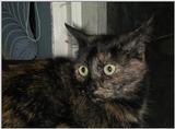 surprised cat