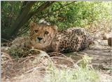 Candid cat in Hannover Zoo - Cheetah trying to avoid being photographed