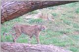 Cheetah #1