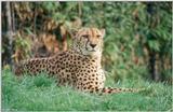 Cheetah #2
