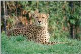 Cheetah #3