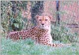 Another Cheetah