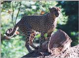 cheetah 2