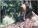 cheetah 4