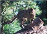 cheetah 5