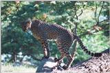 cheetah 8