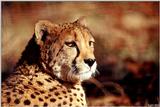 Cheetah close-up