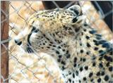 Re: More big cats from the Nairobi animal orphanage