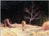 Cheetah