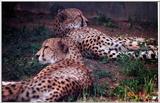 cheetahs