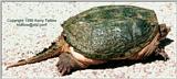 Chelydra - ktatlow@xta.com.jpg