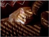 Naptime for Chester the Cat - chester003.JPG