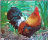 Re: || Does anyone have any chicken or rooster photos ||