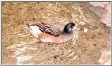 Chiloe Wigeon