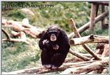 Chimpanzee