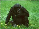 Chimpanzee