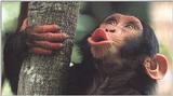 chimp