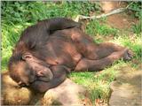1024x768 wallpaper size repost - Chimpanzee lady napping in Hannover Zoo