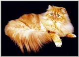 catr