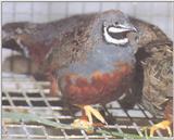 Chinese Painted (Button) Quail