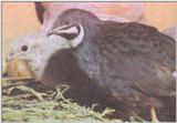 Chinese Painted (Button) Quail