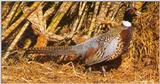 Ringneck Pheasant