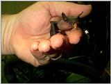 Bundle the bat