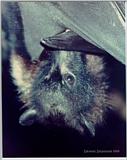 Fruitbat