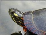 eastern painted turtle