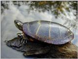 Eastern painted turtle