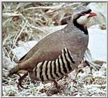 Chukar