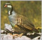 Chukar Partridge