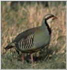 Chukar Partridge