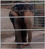 Cinti Zoo - Asian Elephant