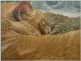 Cinti Zoo - Jaguarundi