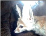 Cinti Zoo - Kit Fox