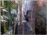 Cinti Zoo - Pesquet's Parrot