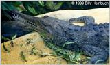 Jonstons Crocodile    C.jonsoni