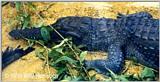 Johnstons Crocodile ( C. johnsoni )